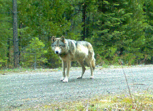 Wolf